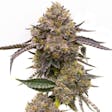Product image for Purple Haze Feminized