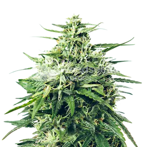 Photo of Super Skunk Autoflower Seeds