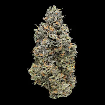 Photo of Kosher Kush