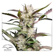 Product image for Auto Mimosa Punch
