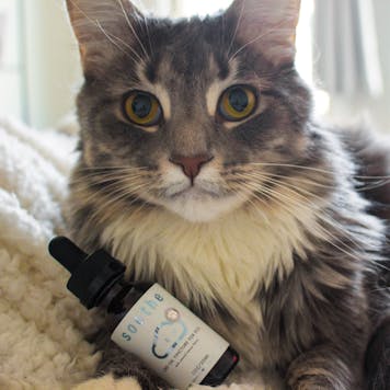 Photo of Soothe™ 250mg pet drops