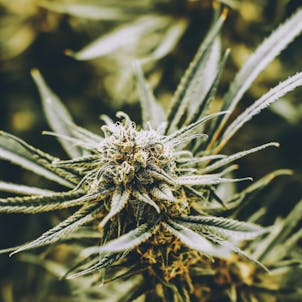 Photo of Snoop's Dream