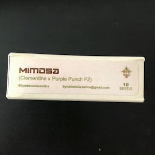 Photo of Symbiotic Genetics - Mimosa seeds