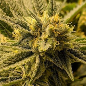 Photo of Cinex Flower