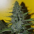 Product image for White Widow autoflower seeds x5
