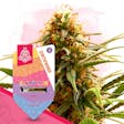 Product image for Candy Rain by Zamnesia Seeds