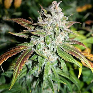 Photo of ORANGE DIESEL #3 - 10 PACK