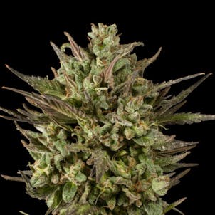 Photo of Blackberry Fire