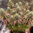 Product image for FIRE KUSH Fem Seeds