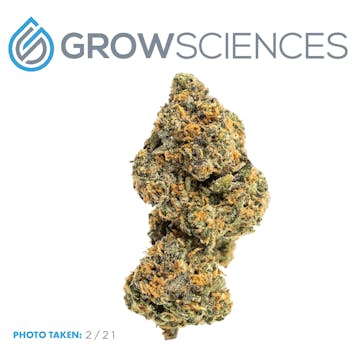 Photo of Rainbow Sherbet (3.7)