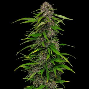 Photo of Squirt Feminized Seeds 10-pack
