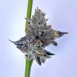 Photo of Chocolate Nightmare