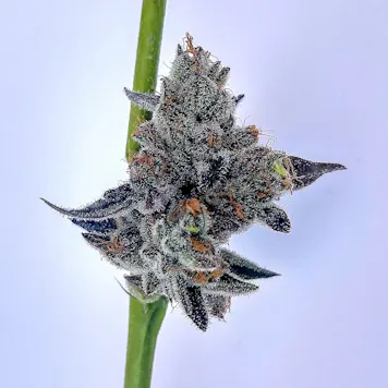 Photo of Chocolate Nightmare