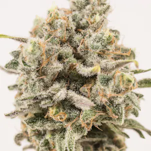 Photo of Silver Train