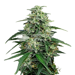 Photo of Amnesia Lemon Kush Feminized Seeds