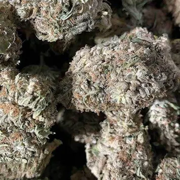 Photo of CBG White Flower