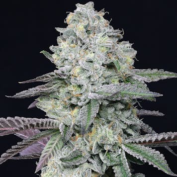 Photo of Animal Runtz (feminized)