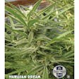 Product image for Hawaiian Dream