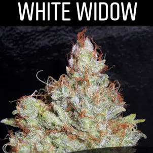 Photo of White Widow (Feminized)