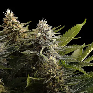 Photo of Colombian Jack