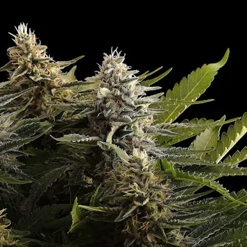 Photo of Colombian Jack