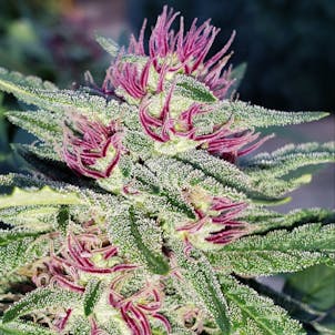 Product image for The Dennis Peron