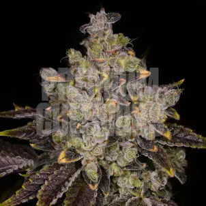 Photo of First Class Funk