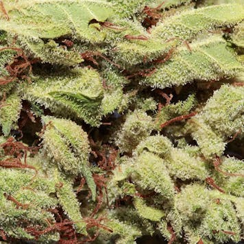 Photo of GG (f.k.a. Gorilla Glue)