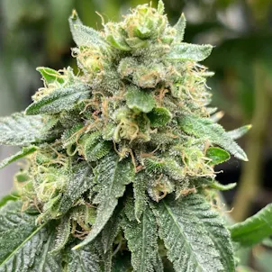 Photo of Zkittle Pie Feminized Seeds