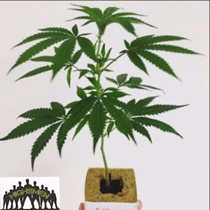 Photo of ROYAL TRUTH