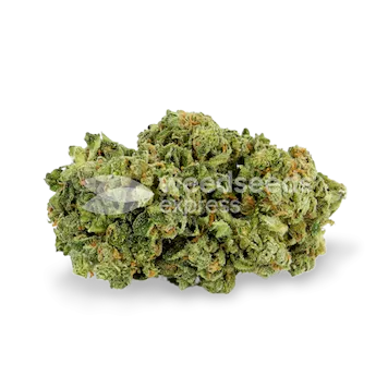 Photo of Super Silver Haze Feminized Seeds