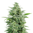 Product image for OG Kush Feminized Seeds