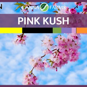 Photo of Pink Kush