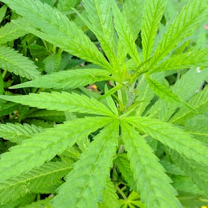 Photo of Apollo's Poison