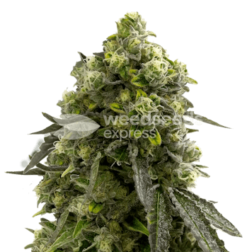 Photo of Amnesia Kush Feminized Seeds