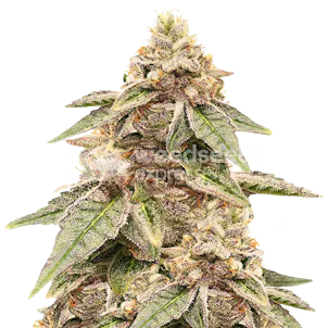 Photo of Outback OG Feminized Seeds