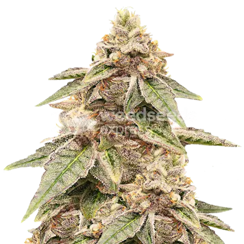 Photo of Outback OG Feminized Seeds