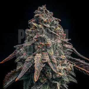 Photo of Black Runtz