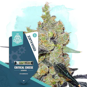 Photo of Critical Cheese Automatic by Zamnesia Seeds
