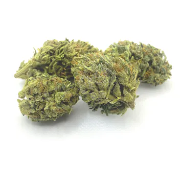 Photo of Sour Elektra