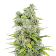 CBG Citrus Nectar Autoflower Seeds