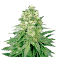 Product image for Jack Widow Autoflower Seeds