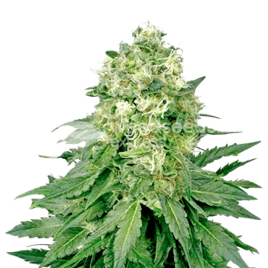 Photo of Jack Widow Autoflower Seeds