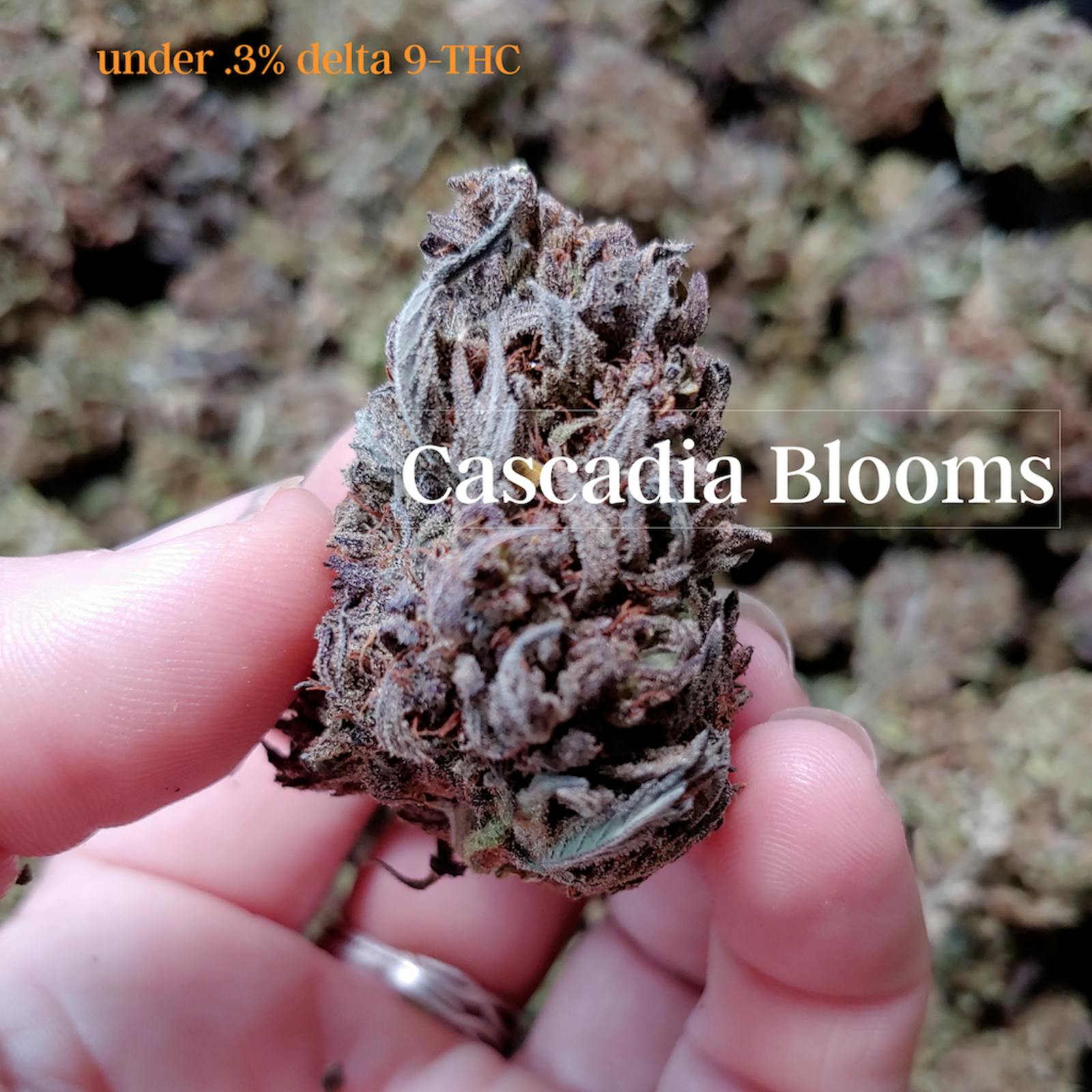 Cascadia Blooms 3 Pack eighth ounce (10.5 g) CBD Flower Tops Sampler