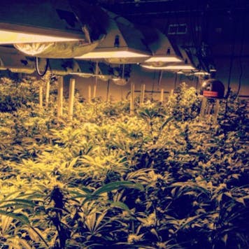 Photo of Biowave Mini Model