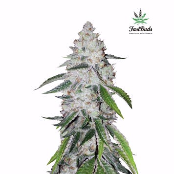 Photo of West Coast OG