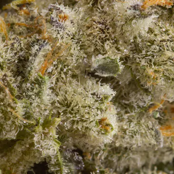 Photo of ICC X Kush Mints 11, 3.5g