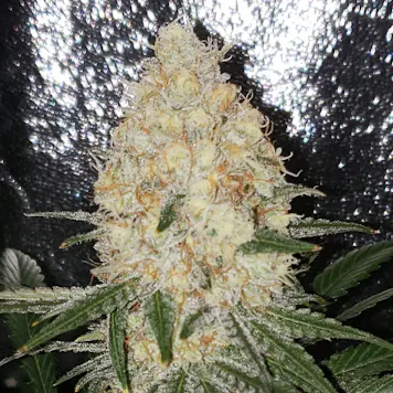 Photo of Laughing Buddha Fem Seeds