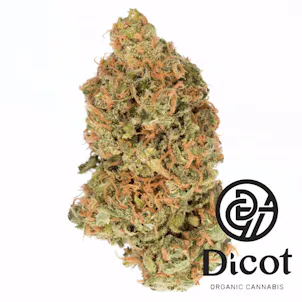 Photo of Dicot Skunk