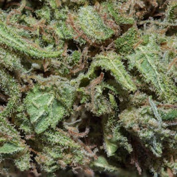 Photo of The Green King